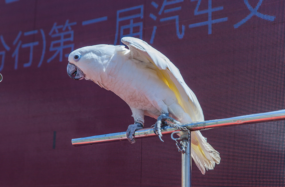 【車(chē)展第一天】遇到那個(gè)TA，放棄蘋(píng)果8......