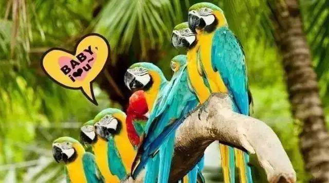 【915-918邵陽(yáng)秋季車(chē)展倒計時(shí)7天】藝高鳥(niǎo)膽大，墻都不服，我就服niao！