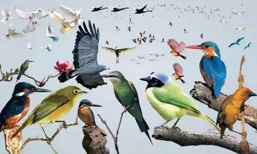 【915-918邵陽(yáng)秋季車(chē)展倒計時(shí)4天】不想出門(mén)看人人人，那就改成看鳥(niǎo)鳥(niǎo)鳥(niǎo)！